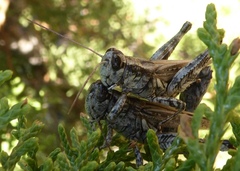 Melanoplus splendidus