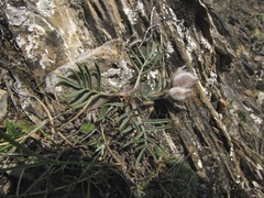 Oxytropis stenophylla