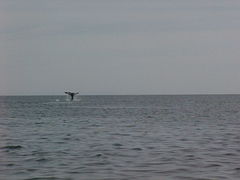 Eschrichtius robustus