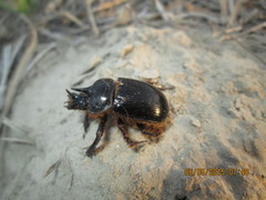 Ceratophyus mesasiaticus