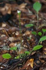 Lagenophora strangulata