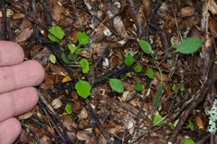 Lagenophora strangulata