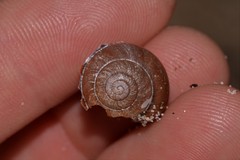 Ponderconcha murphyi