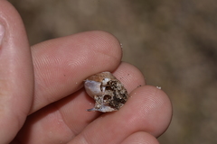 Ponderconcha murphyi