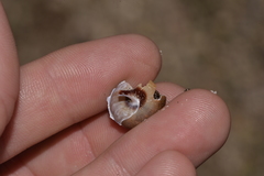 Ponderconcha murphyi