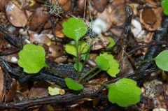 Lagenophora strangulata