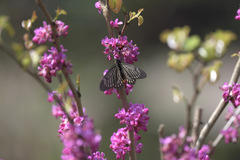 Papilio epycides