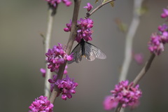 Papilio epycides