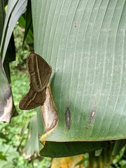 Mycalesis gotama nanda