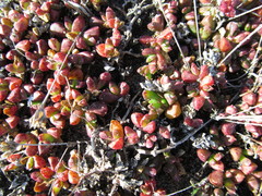 Disphyma dunsdonii