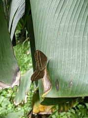 Mycalesis gotama nanda