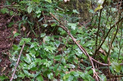 Hieracium lepidulum