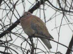 Streptopelia senegalensis