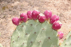 Opuntia rastrera