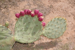 Opuntia rastrera