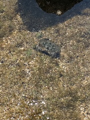 Leptodius sanguineus