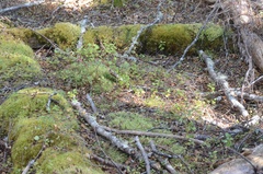 Nothofagus fusca