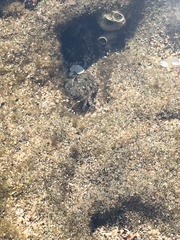 Leptodius sanguineus