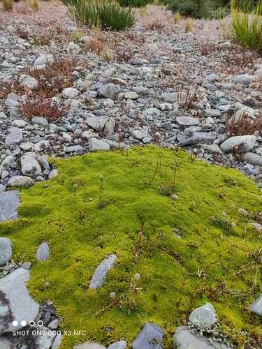 Image of Raoulia haastii by (c) Jenny Saito, some rights reserved (CC BY)