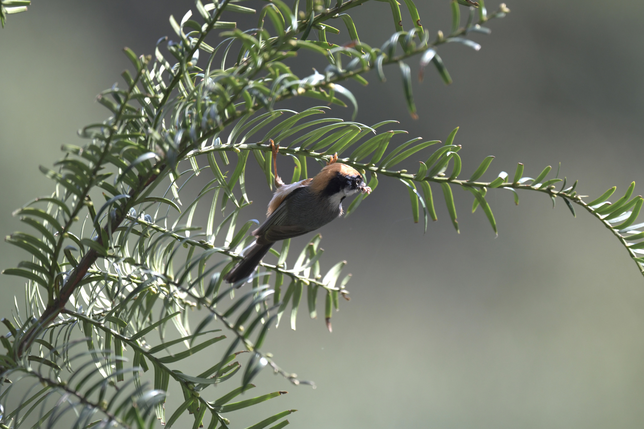 Black-throated Bushtit