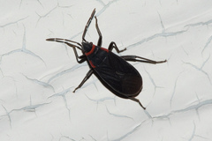 Melacoryphus rubicollis