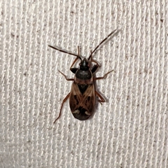 Eremocoris borealis