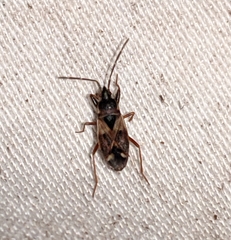 Eremocoris borealis