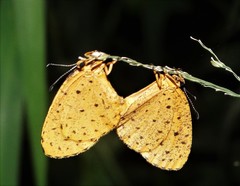 Pentila tropicalis
