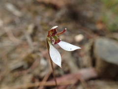 Eriochilus collinus