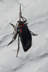 Melacoryphus rubicollis