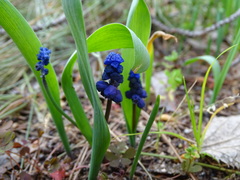 Muscari latifolium