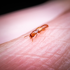 Osoriinae