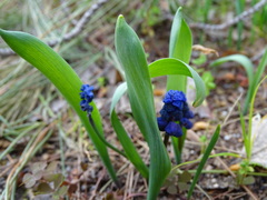 Muscari latifolium