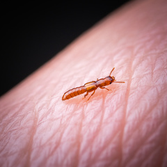 Osoriinae