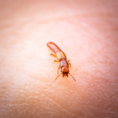 Osoriinae