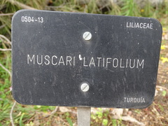 Muscari latifolium