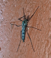 Eucorethra underwoodi