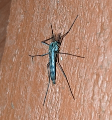 Eucorethra underwoodi