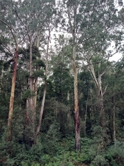 Eucalyptus cypellocarpa
