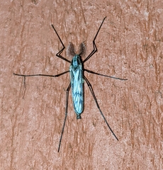 Eucorethra underwoodi