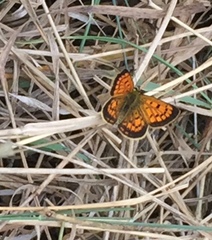 Lycaena 'canterbury common copper'