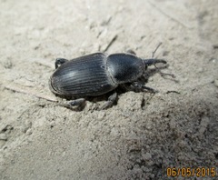 Sphenophorus abbreviatus