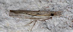 Fissicrambus profanellus