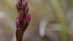 Epidendrum arachnoglossum