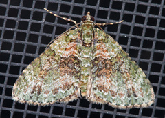 Hammaptera parinotata