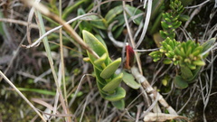 Epidendrum arachnoglossum