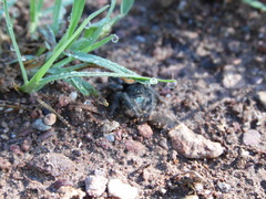 Phidippus ardens