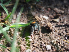 Phidippus ardens