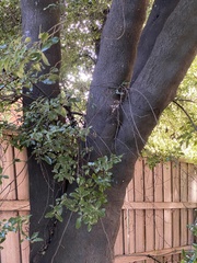 Stephanorhynchus crassus