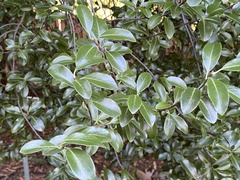 Stephanorhynchus crassus